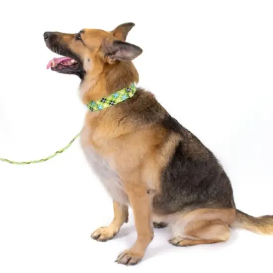 Country Brook Petz Premium Margarita Argyle Dog Collar image {1}