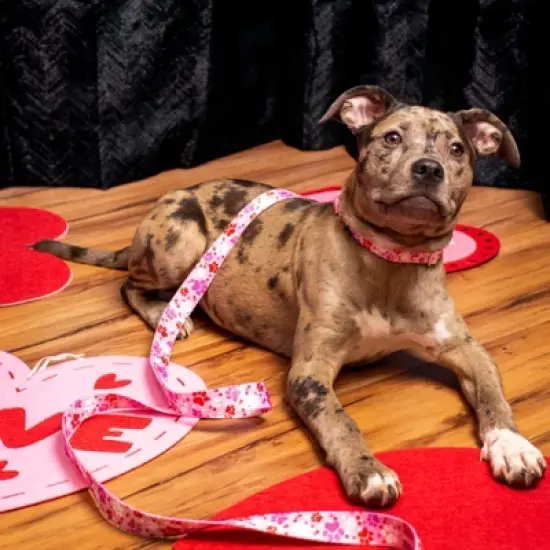 Country Brook Petz 1 1/2 Inch Puppy Love Martingale Dog Collar image {1}