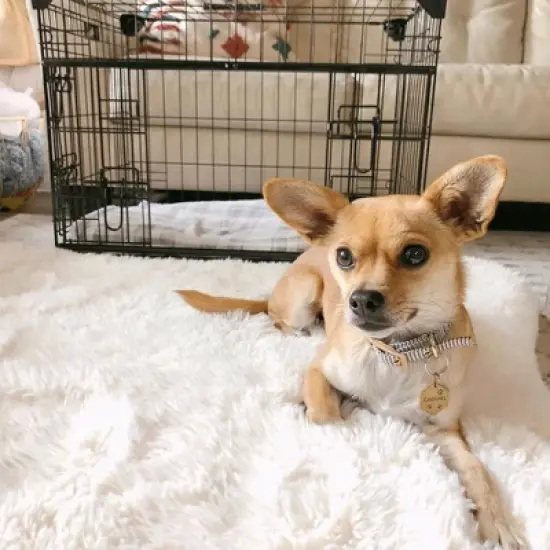 Lucky Dog Dwell Series 48 Inch Extra Large Lightweight Kennel Secure Fenced Pet Dog Crate w/Divider Panels, Sliding Doors, and Removable Tray, Black image {5}