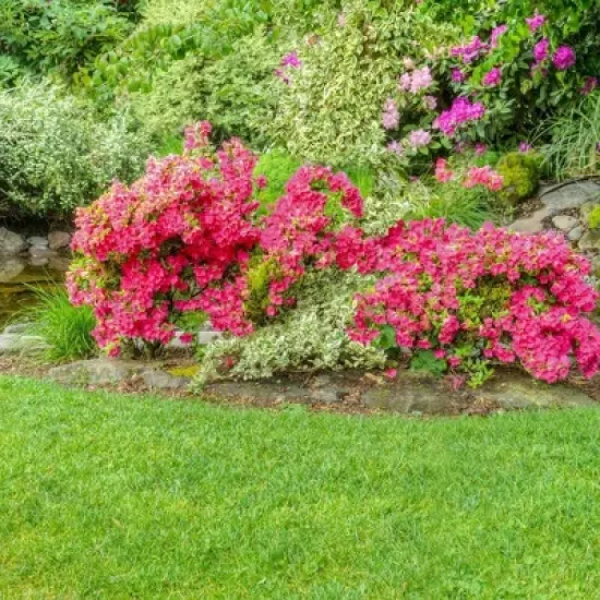 2.25gal Hershey Orange Azalea Plant with Pink Blooms - National Plant Network: Perennial Shade Plant, Live Outdoor Shrub image {2}