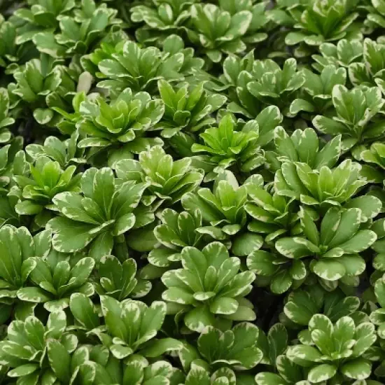 1pc Pittosporum Variegated - National Plant Network image {1}