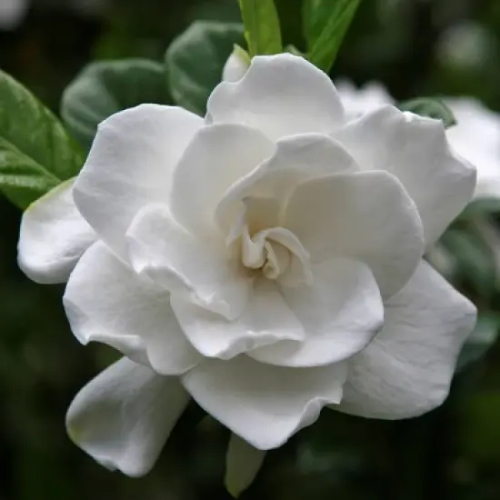 2.25gal Radicans Gardenia Plant White Blooms - National Plant Network image {4}