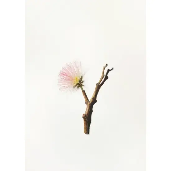 ApotheCARE Essentials PhytoDefend Protecting Serum - 1oz image {10}