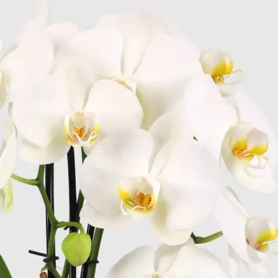 5" Double Cascade Orchid - Good Little Garden&trade; image {1}