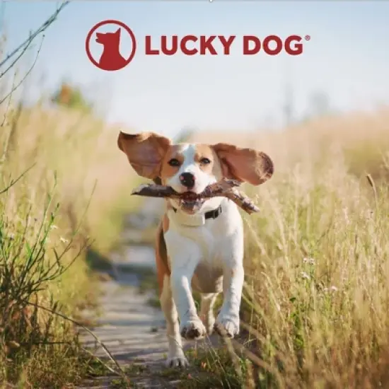 Lucky Dog Dwell Series 24 Inch Small Lightweight Kennel Secure Fenced Pet Dog Crate w/Divider Panels, Sliding Doors, and Removable Tray, Black image {3}