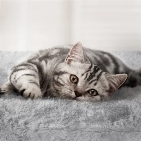 Yaheetech 62.2"H 3-Level Cat Tower with 2 Condos for Indoor Cats image {4}