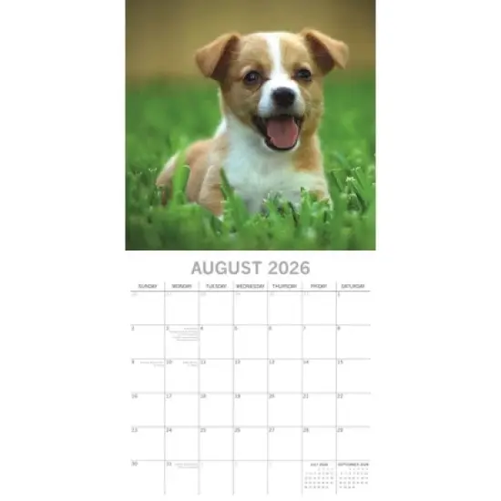 2026 Square Wall Calendar, Jack Russells, 16-Month Paw Prints Theme with 180 Reminder Stickers (12x12 In) image {2}