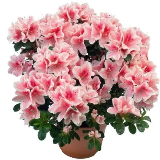 Encore Azalea Autumn 'Sunburst' 3gal U.S.D.A. Hardiness Zones 7-10 - 1pc - National Plant Network image {2}