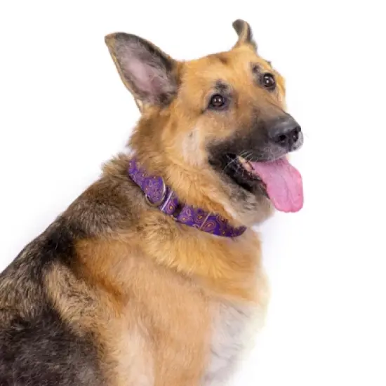 Country Brook Petz 1 1/2 Inch Purple Paisley Martingale Dog Collar image {7}