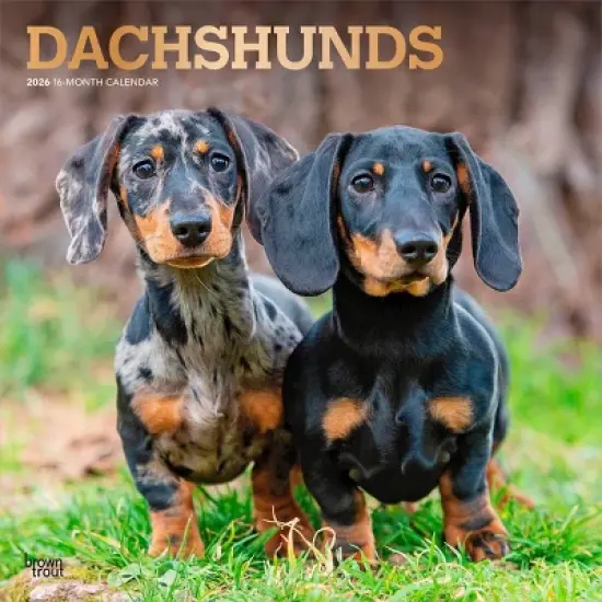 BrownTrout Dachshunds 2026 12"x24" Hanging Square Wall Calendar Plastic-Free image {9}