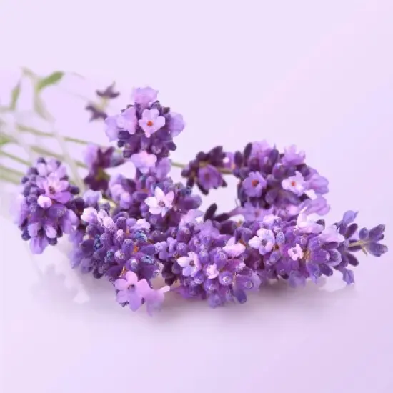 Beloved Lavender & Chamomile Body Cream 10oz image {7}