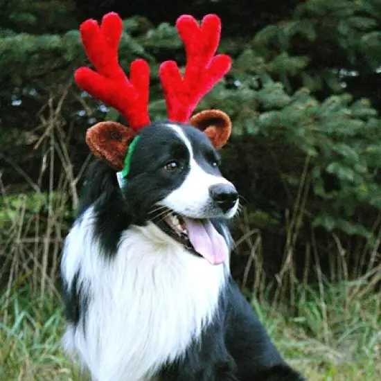 Midlee Christmas Reindeer Antlers with Ears for Large Dogs image {3}