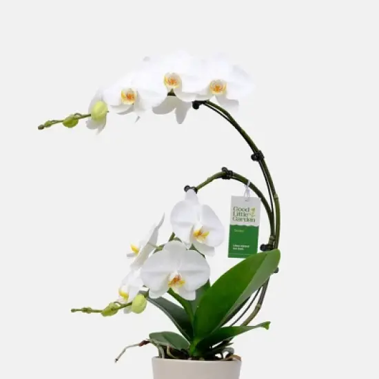 Live 5" Wave Orchid Potted Plant (Colors May Vary) - Good Little Garden&trade; image {1}