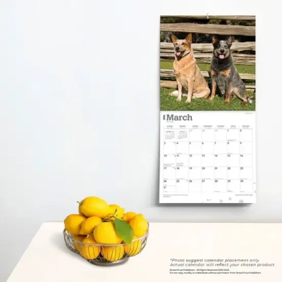 Browntrout 2024 Wall Calendar 12"x12" Australian Cattle Dogs image {3}