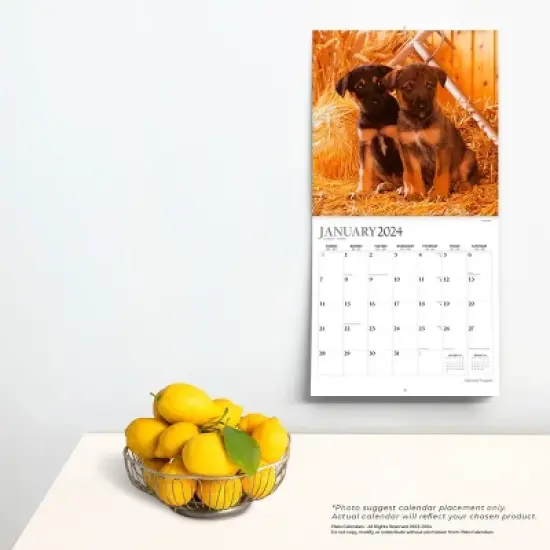 Plato 2023-2024 Wall Calendar 12"x12" Adorable Puppies image {3}
