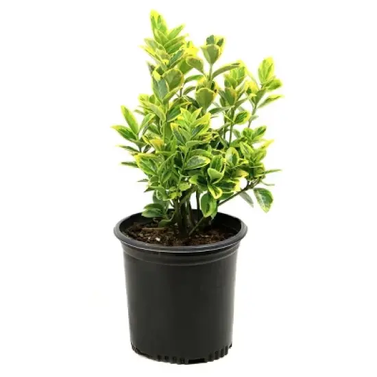 National Plant Network Live Outdoor Golden Euonymus Plant - 1ct 1gal image {9}