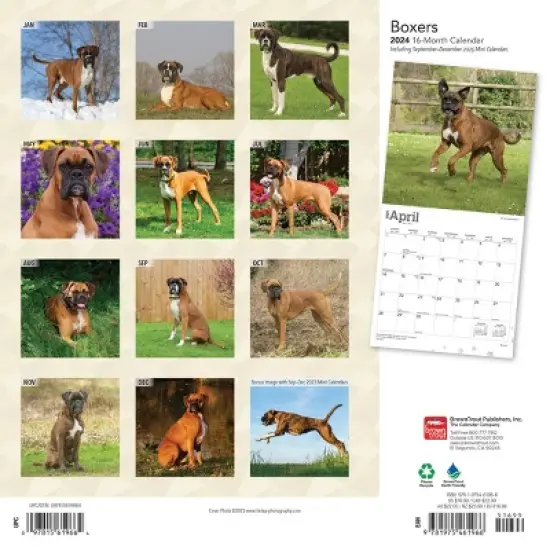 Browntrout 2024 Wall Calendar 12"x12" Boxers International Edition image {1}
