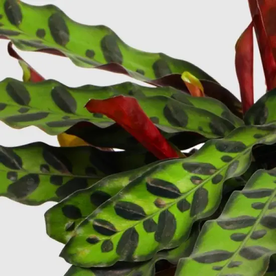 Live 5" Signature Foliage Plant - Good Little Garden&trade; image {1}