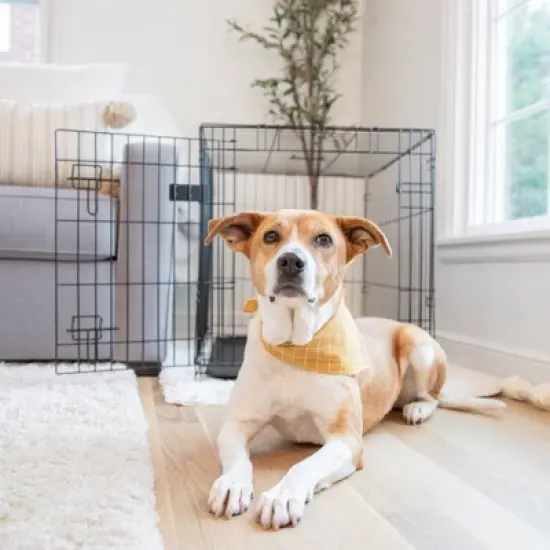 Carlson Single Door Wire Dog Crate - Black S/M/L image {1}