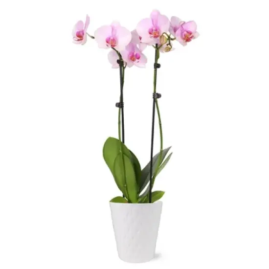 Live 5" Pink Orchid Houseplant in Ceramic Pot image {6}