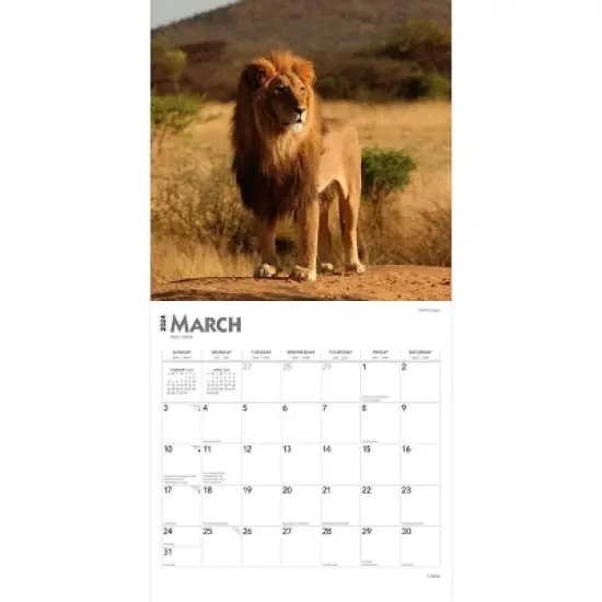 Browntrout 2024 Wall Calendar 12"x12" Lions image {2}