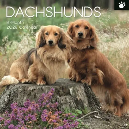 2026 Square Wall Calendar, Dachshunds, 16-Month Paw Prints Theme with 180 Reminder Stickers (12x12 In) image {4}