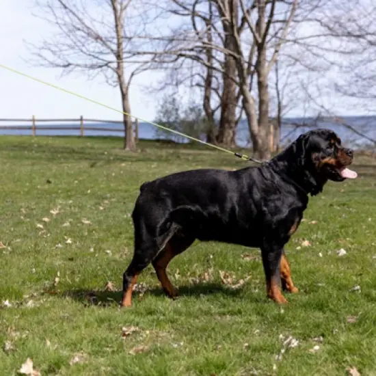 Mighty Paw Chew-Proof Dog Leash | 6ft Braided Steel Cable, Padded Handle, Green image {2}