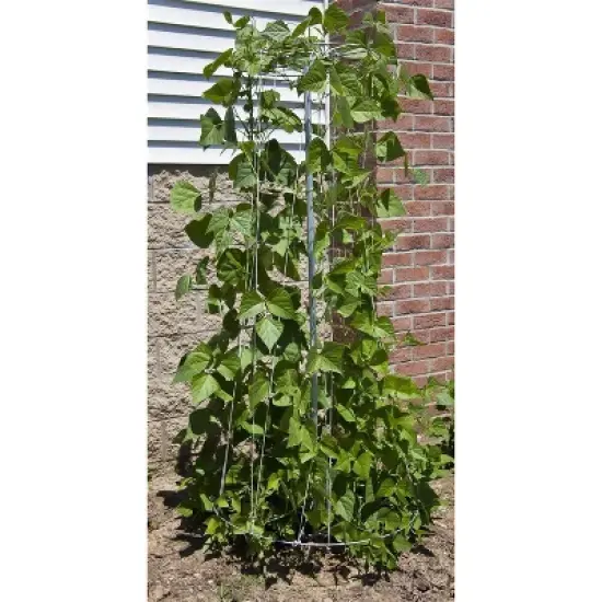 Lehman's Galvanized Steel Garden Vegetable Support for Beans Cucumbers Melons Squash, USA Made Vine Tower Stake Supports Climbing Vegetables, 6in 3ft image {1}