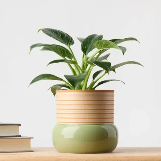 Threshold Green Live Houseplant - Good Little Garden&trade; image {1}