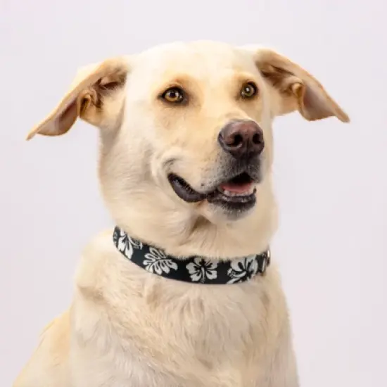 Country Brook Petz Premium Black Hawaiian Dog Collar and Leash image {2}