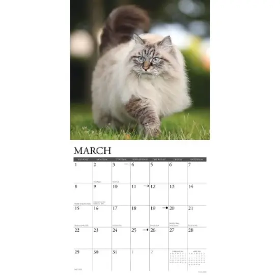 Willow Creek Press 2026 Cats Wall Calendar image {2}