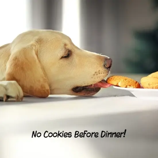 Indoor Pet Gate - 3-Panel Folding Dog Gate for Stairs or Doorways - 54x24-Inch Freestanding Pet Fence for Cats and Dogs by PETMAKER (White) image {3}