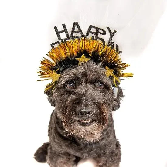 Midlee Sparkle Happy Birthday Dog Headband (Blue) image {1}