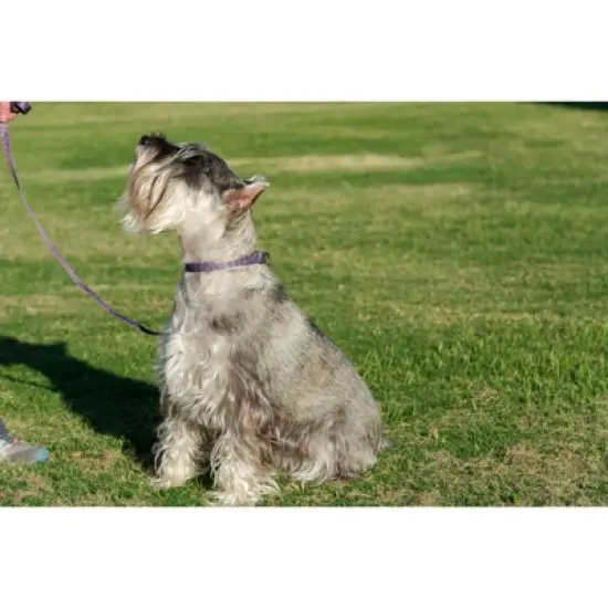 Country Brook Petz Purple Paisley Martingale Dog Collar image {1}