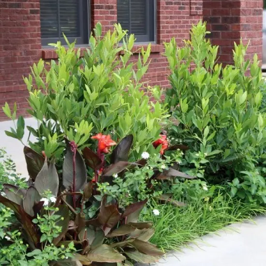 National Plant Network Live Outdoor Anise Tree Plant - 1ct 3 gal image {3}