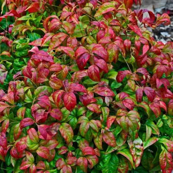 National Plant Network Outdoor Live Fire Power Nandina Plant - 1ct 1gal image {4}