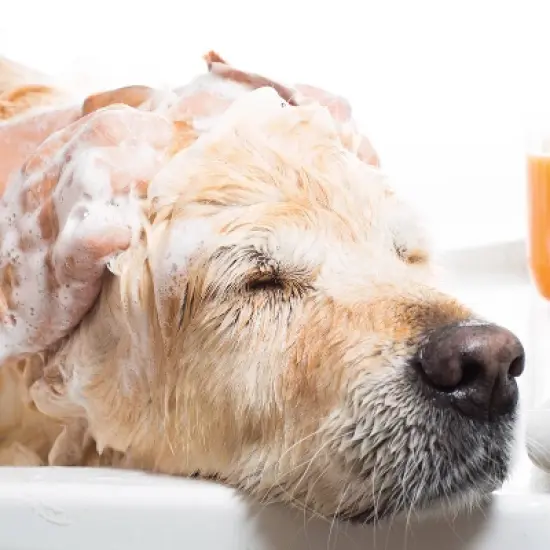 Wahl Puppy Fresh Concentrate Scented Tear Gentle Formula Dog Shampoo - 24oz image {2}