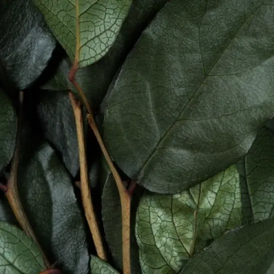 Vickerman 16-22" Natural Botanicals Salal Foliage Bunch image {1}