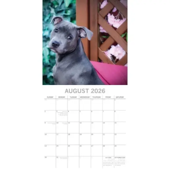2026 Square Wall Calendar, Staffordshire Bull Terriers, 16-Month Animals Theme with 180 Reminder Stickers (12x12 In) image {2}