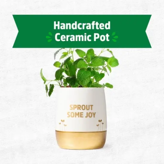 Back to the Roots Organic Lemon Balm Wellness Planter Grow Kit with Pot Soil and Seeds image {1}