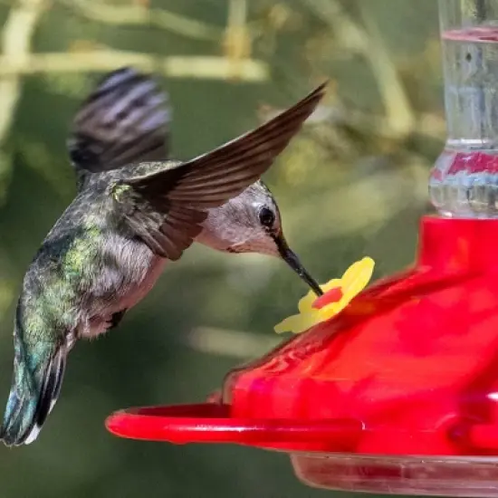 Unique Bargains Durable Hummingbird Feeder Parts 16 Pcs image {2}