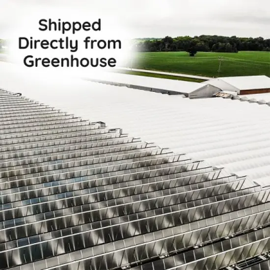 Live 5" Pink Orchid Houseplant in Ceramic Pot image {5}