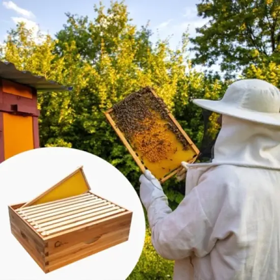 Bee Hive, 10 Frame Medium Super Langstroth Hive Box - Beeswax Dipped with Frames & Wax Foundations for Beekeeping image {7}
