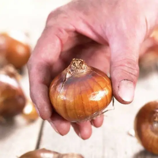 Van Zyverden Set of 15 Mammoth Bulbs Giant Christmas Daffodils image {1}