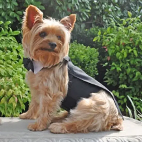Doggie Design Black Dog Harness Wedding Tuxedo w/Tails, Bow Tie, and Cotton Collar image {2}