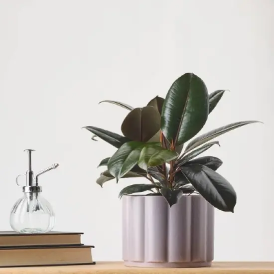 Greenwich Foliage - Good Little Garden&trade; image {7}