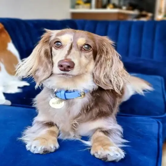 PoisePup &ndash; Luxury Pet Dog Collar &ndash; Soft Premium Italian Leather Padded Adjustable Collar for Small, Medium and Large Dogs - Ocean Vibes image {2}