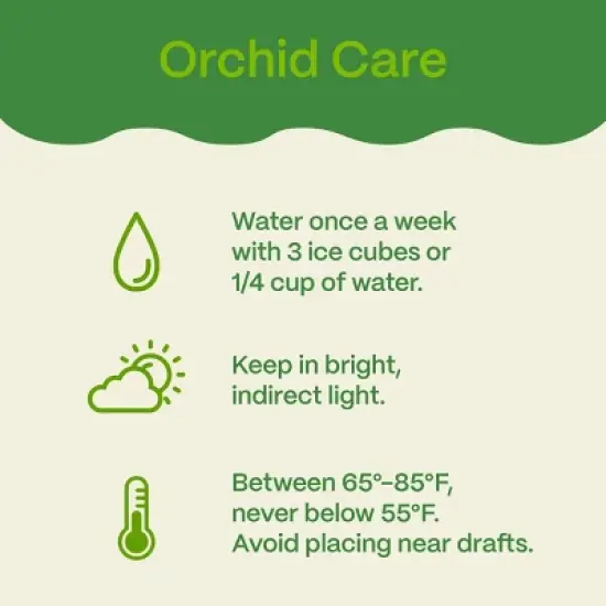 Live 5" Wave Orchid Potted Plant (Colors May Vary) - Good Little Garden&trade; image {5}