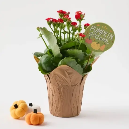 Live Pumpkin Spice Kalanchoe Plant - Good Little Garden&trade; image {4}