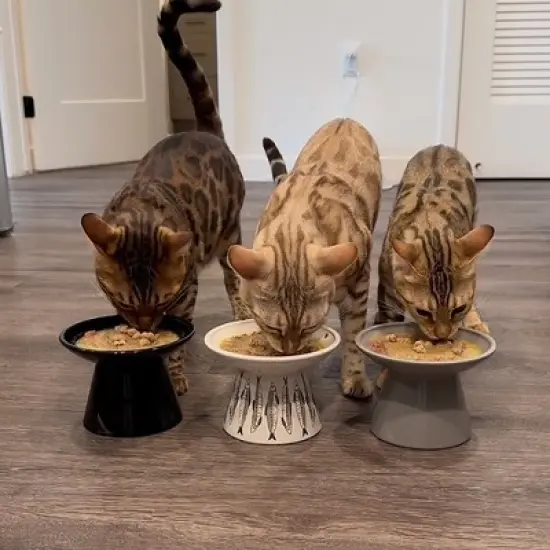 Dexypaws: Flat Top Ceramic Cat Bowl, Black Fish Print, 7.5oz, Pet Feeding Dish image {4}